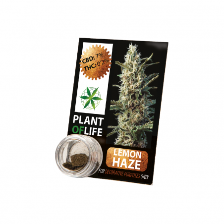 Résine de CBD solide LEMON HAZE 3,8% en 1gr